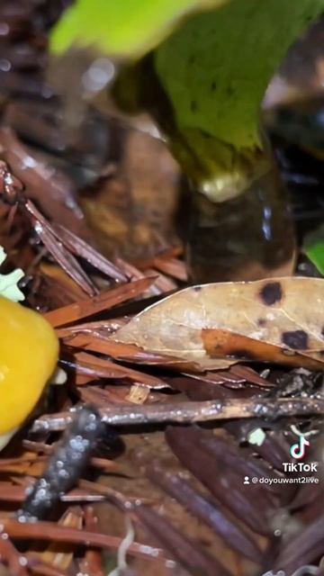 Banana Slug смотреть онлайн