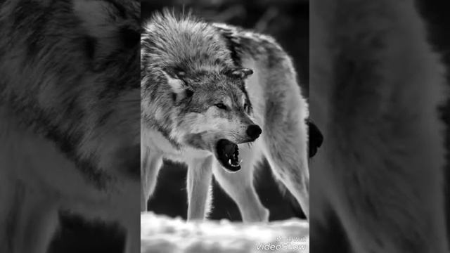 Видео для селин смотреть онлайн