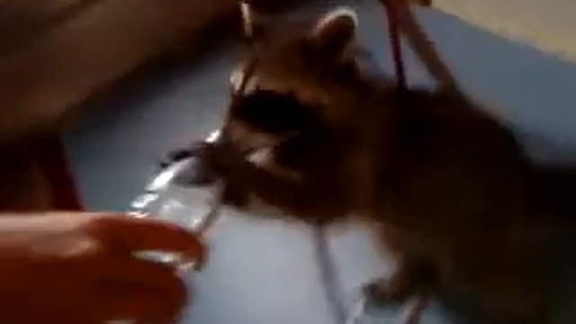 енот пьет смотреть онлайн