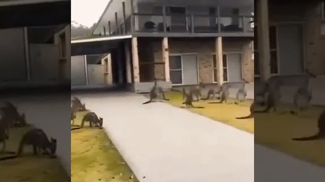 В Австралии кенгуру 🦘 вынуждены спасаться от огня в городах. смотреть онлайн