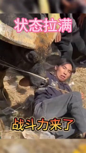 鬥牛 疯狂斗牛|bullfight ,crazy bullfight|đấu bò điên cuồng|adu banteng gila#乡村斗牛#斗牛#牛王争霸赛 #少数民族风情 #斗牛文化 смотреть онлайн