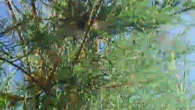 Netocia morio flirt - part I смотреть онлайн