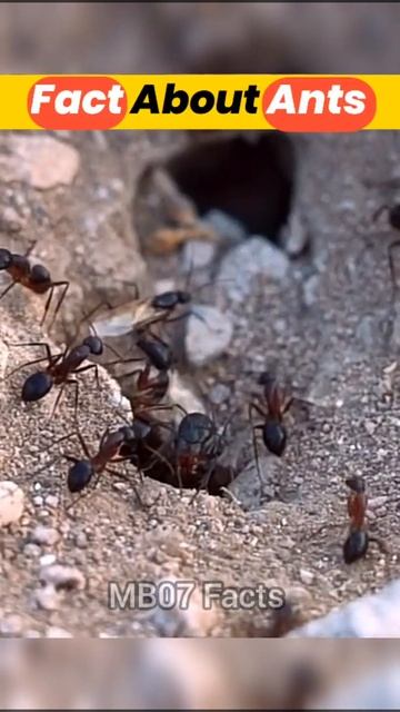 Weight Of Ants 🐜 😱 #shorts #facts смотреть онлайн