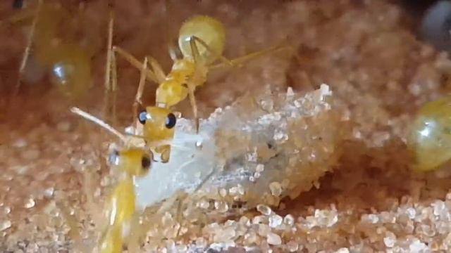 Myrmecocystus mexicanus смотреть онлайн