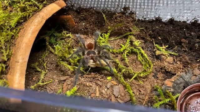 Tarantula takedown, pin down and wrestle. Grammostola Iheringi feeding смотреть онлайн