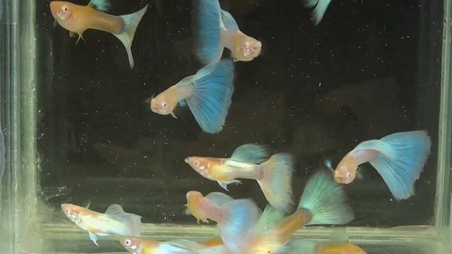 гуппи Albino Blue Topaz г. Хмельницкий