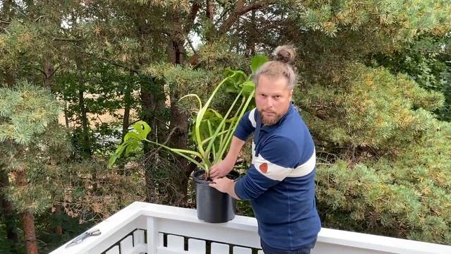 7 grunner til at min Monstera får gule blader смотреть онлайн