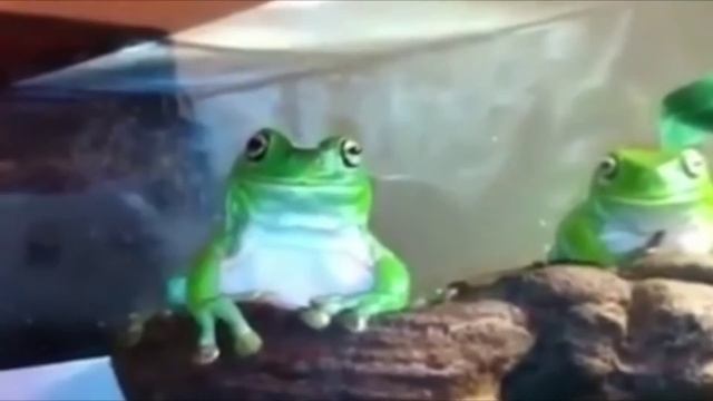 Лягушка мем смотреть онлайн