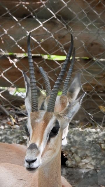 Gazelle . Short video 4K-UHD Birds Photography | Wildlife Animals смотреть онлайн