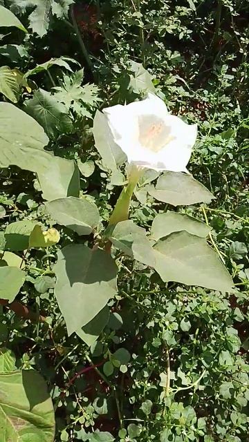 Angel's Trumpet/Ummata/madulam