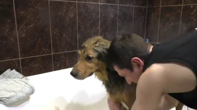 Супер ЛайфХак. Как за 15 минут помыть и вычесать собаку. смотреть онлайн