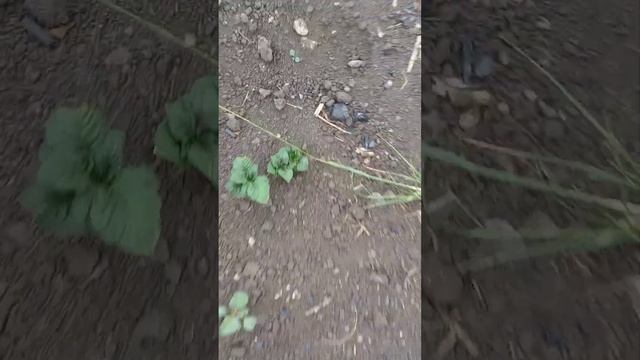Первые всходы картофеля разных сортов. смотреть онлайн