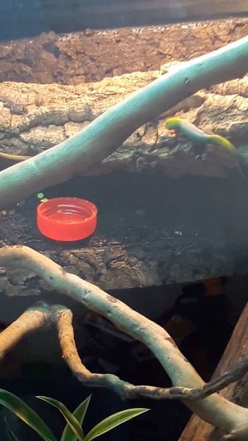 Lygodactylus Conraui Licking On Honey