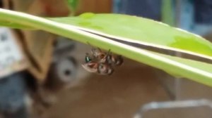 แมลงผสมพันธุ์