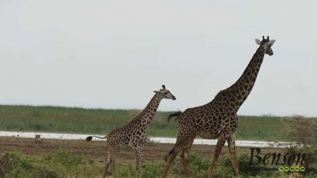 Benson Safaris | How do baby Goraffes drink milk? смотреть онлайн