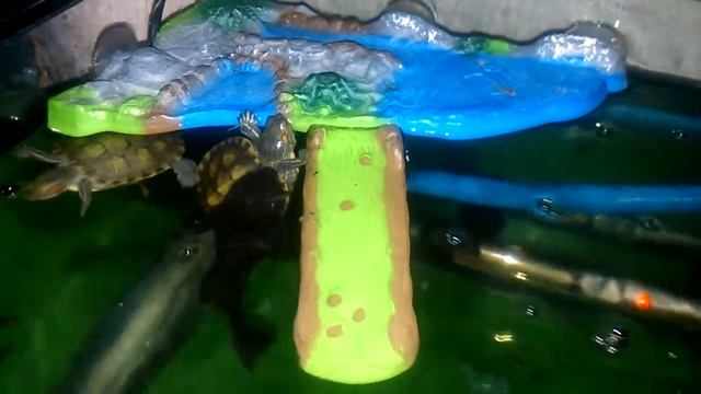Plecostomus limpiando caparazón de tortugas trachemys scripta elegans. смотреть онлайн