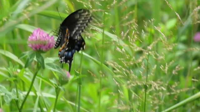 20140708 012 American Swallowtail Butterfly Papilio polyxenes At The Weir Meadow смотреть онлайн