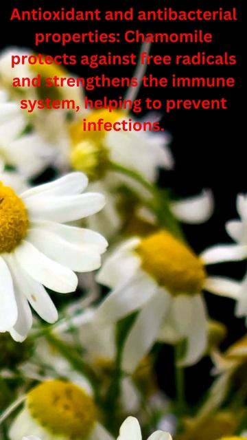 Chamomile Wonders: The Ultimate Guide to Its Health Benefits смотреть онлайн