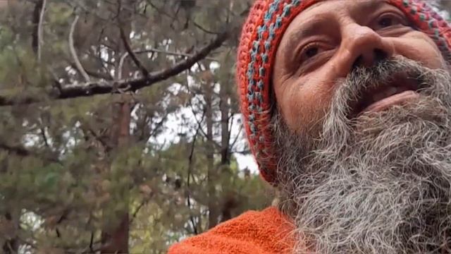 "Orangutan" TWCC live смотреть онлайн