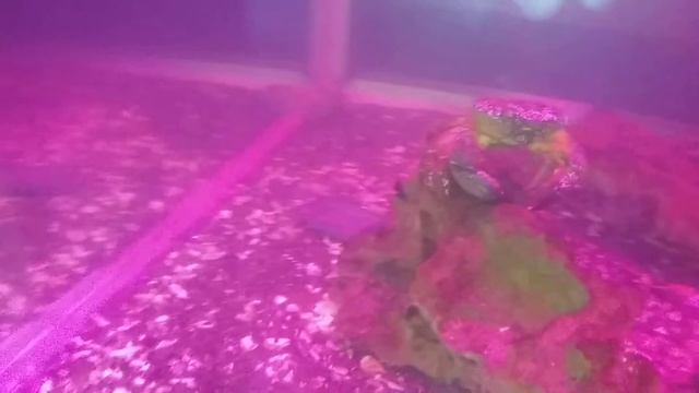 Анапа. Краб. Океанариум. смотреть онлайн