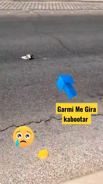Garmi Me Kabootar Road Par Gir Gya 😰 Zulam prinde par #kabootar смотреть онлайн