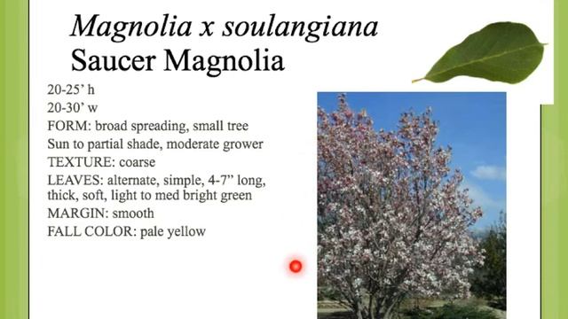 Magnolia x soulangiana смотреть онлайн
