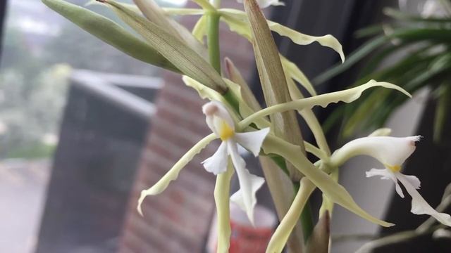 Epidendrum Viviparum Blooming Away