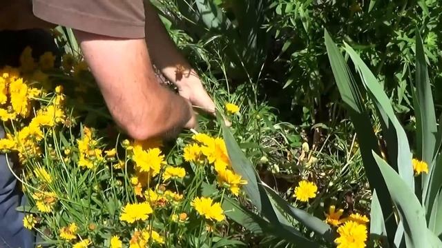 chaine de Jardinage: coréopsis qui ont pris l'eau :Astuce comment redresser: смотреть онлайн