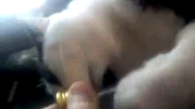 Пьяница За Бутылкой Тянется ( смешной котэ ) смотреть онлайн