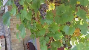 Виноград сорт Аметист столовий ексклюзів