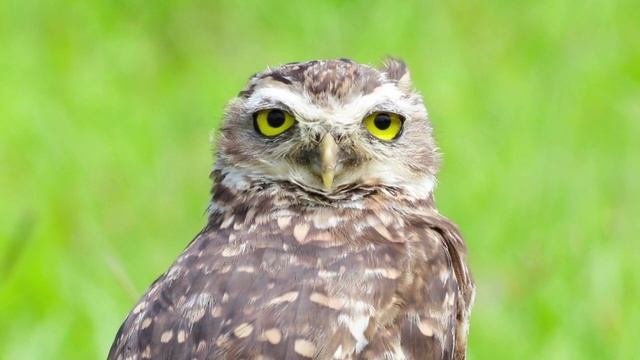 Истина в вине смотреть онлайн