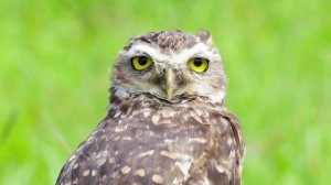 Истина в вине