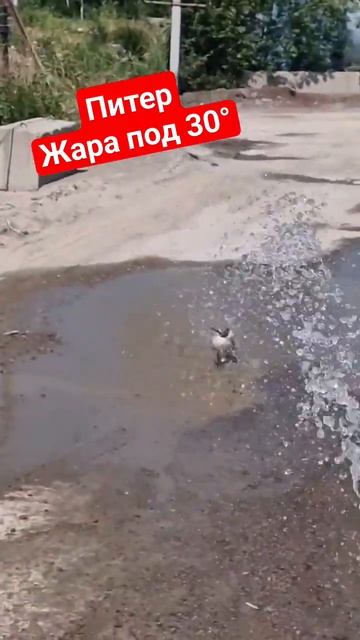 Жара,чайка принимает душ)))Из бетономешалки😁 #бетон #чайка#жара#юмор#лёхаманипулятощик#стройка смотреть онлайн