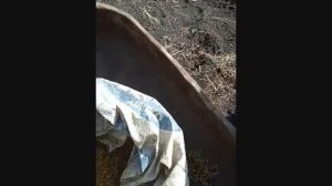 Пред подготовка семян Козлятника перед посевом