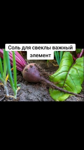 Соль для свеклы важный элемент смотреть онлайн