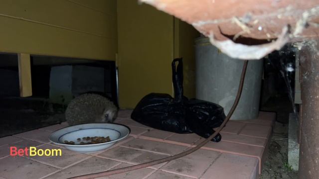 ёж напал на кота на стриме | DesOut Strogo Shadowkek