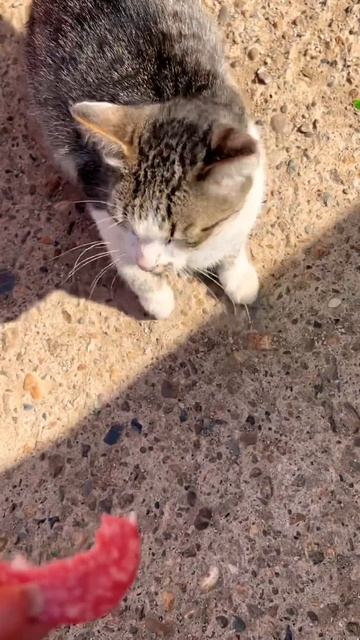 Бездонная кошка🧸 #cassiopeia #cute #cutekitty #catcute #funny #kitty #cat #kittycat #funnycat смотреть онлайн
