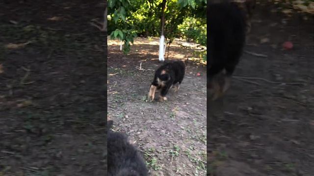 Девчушкам 2 месяца❤️🔥, хороший бег, отличные анатомические данные🔥❤️🔥🥰 смотреть онлайн