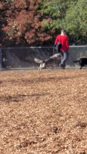 wolf can't catch small dog смотреть онлайн