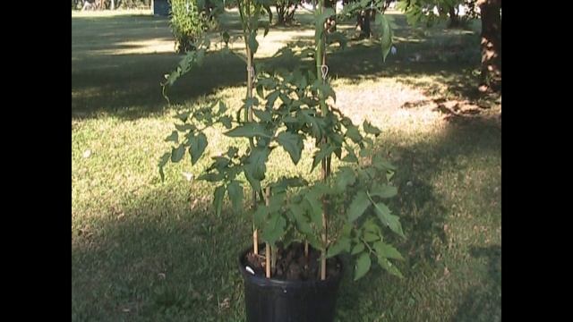 Project Tomato Comparison Review смотреть онлайн