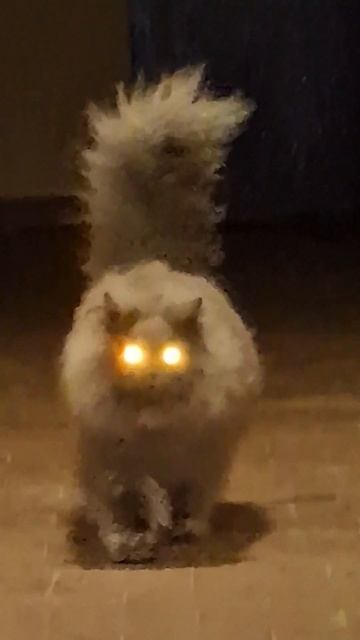 Кот Бегемот ждет Воланда #shortvideo смотреть онлайн