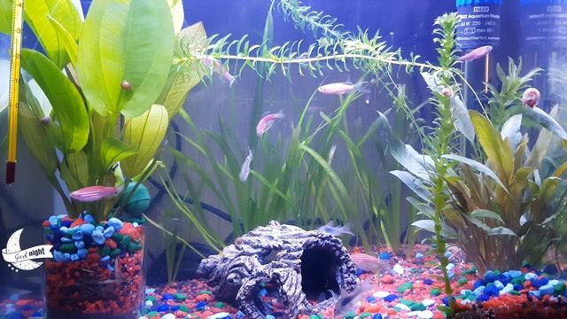 Sleep Music | Aquarium Fish | Zebra Danios | Corydoras смотреть онлайн
