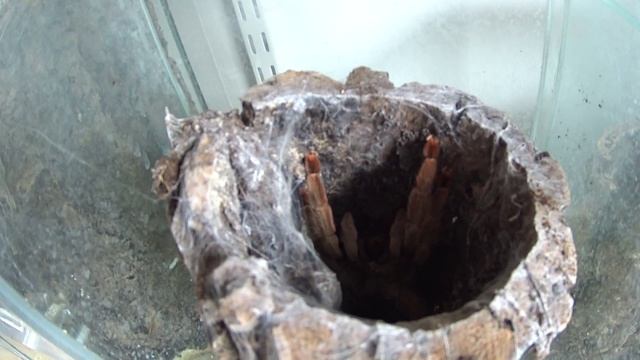 showing some of my tarantulas смотреть онлайн