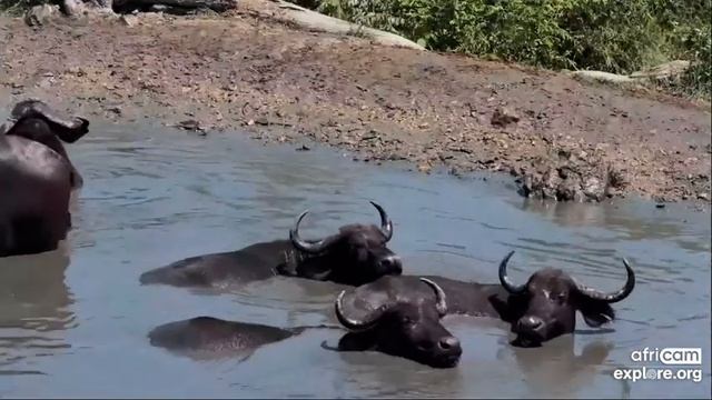 African buffalos (Syncerus caffer) at Rosie's Pan, Part 2 - africam - explore.org смотреть онлайн