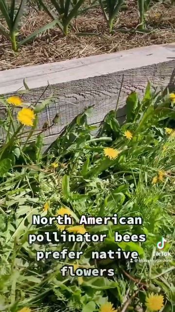 Pollinator bees don’t love dandelions смотреть онлайн