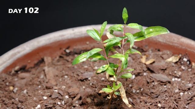 Growing Pomegranate Tree From Seed (187 Days Time Lapse) смотреть онлайн