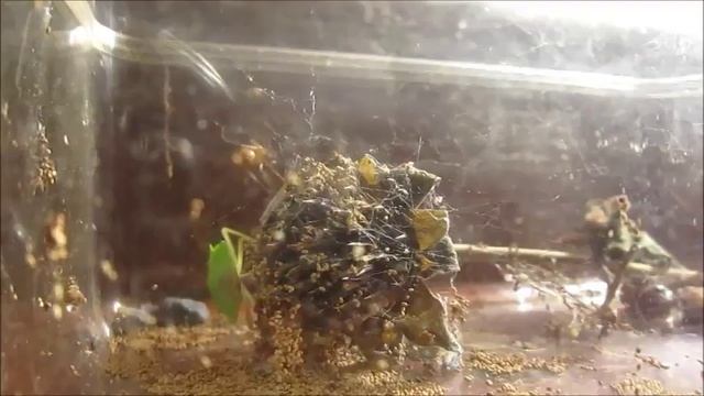 Araña vs grajo verde (nezara viridula // nombre científico). смотреть онлайн