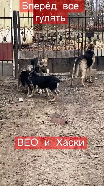 Вперёд все гулять . ВЕО и Хаски .#shorts смотреть онлайн