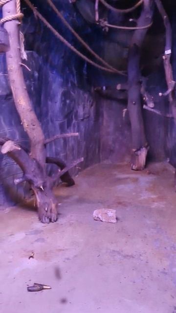 Seba's Short-Tailed BAT flying in the Night 🦇 смотреть онлайн