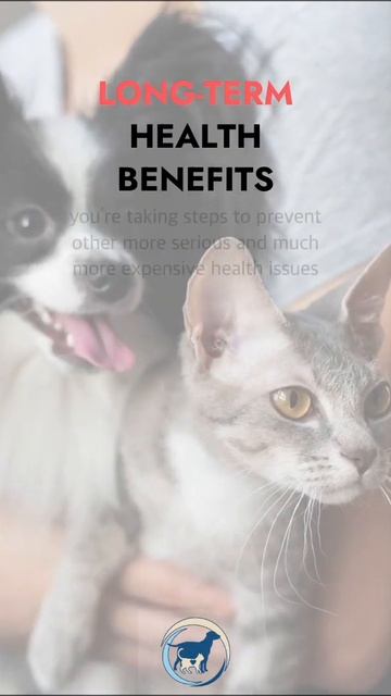 How can pet owners prevent and treat dental problems in cats and dogs? смотреть онлайн